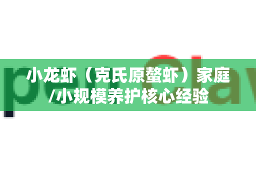 小龙虾（克氏原螯虾）家庭/小规模养护核心经验